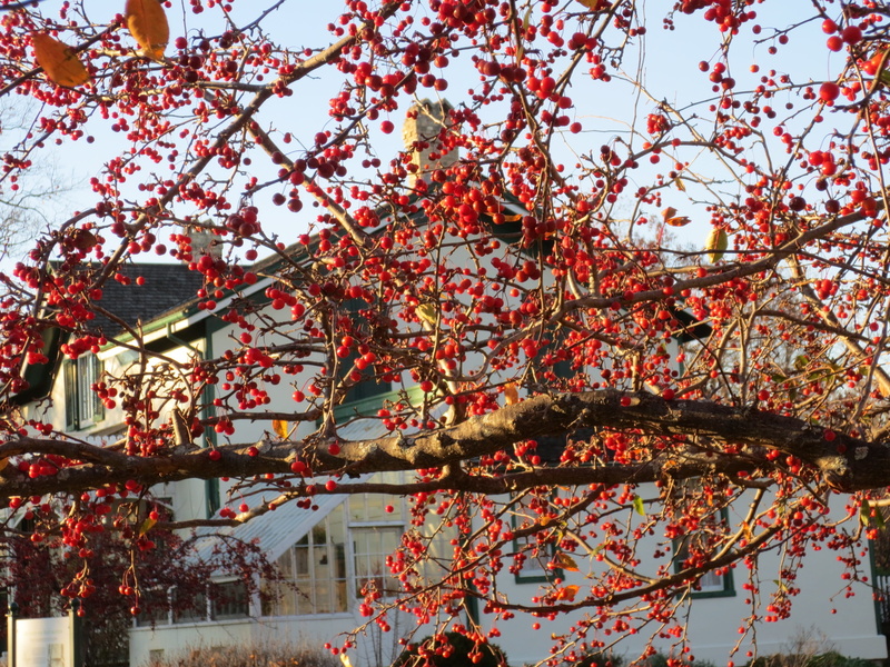 cherry tree, change, canada, built structure, sky, plant, brantford, tree, alexander graham bell homestead, branch, fragility, no people, outdoors, low angle view