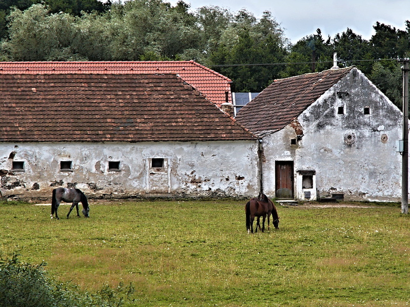 Animal, grass, field, pets, old house, house, Horse, land, livestock, herbivorous, plant, domestic, day, outdoors, vertebrate, mammal, no people, house with a roof