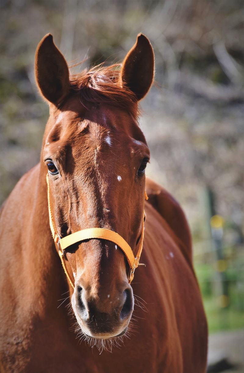 pets, close-up, one animal, brown, reiterhof, day, animal eye, portrait, looking at camera, animal, ride, equestrian, mare, mammal, breed of horse, 5K