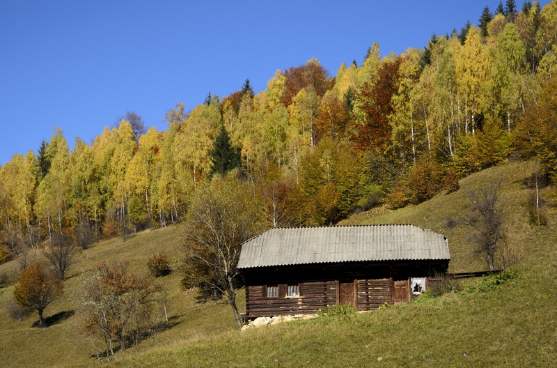 autumn, log cabin, scenery, vintage, residence, valley, forest, landscape, built structure, outdoors, no people, mountains, change, remote, growth, plant