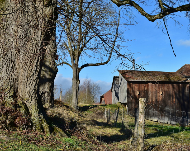 barn, trunk, house, no people, deterioration, leafless, bare tree, building exterior, building, 4K, leave, ruined, blue, built structure, mood, trees