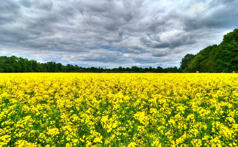 flowering plant, land, Rapeseed, Rapsfeld, beauty in nature, agriculture, Northern, Germany, rural scene, sky, environment, Nature, no people, scenics - nature