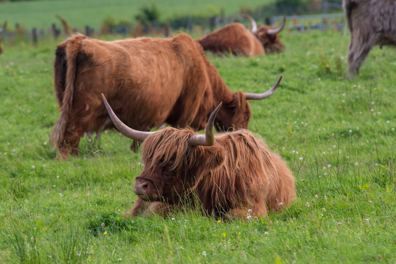field, landscape, plant, highland-rinder, agriculture, mammal, Cow, Highland, group of animals, horned, brown, livestock, fields, domestic cattle, hair