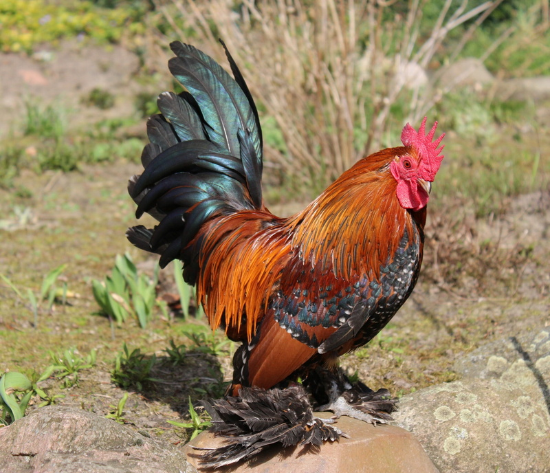 nature, comb, pets, one animal, bird, chicken - bird, wing, hahn, bio, federfüßiger dwarf cock, bill, feather, hof, vertebrate, no people, gold porcelain