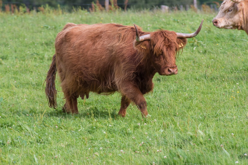 livestock, in the, agriculture, cattle, herbivorous, fur, pets, plant, land, highlands, hairy, domestic animals, green color, domestic cattle, animal themes