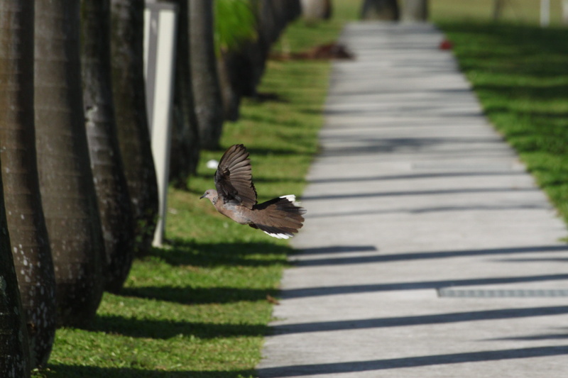 sanctuaries, many, rails, wildlife, green color, day, countryside, trees, animal wildlife, animal themes, forest, bird, spread wings, grass, path, sky