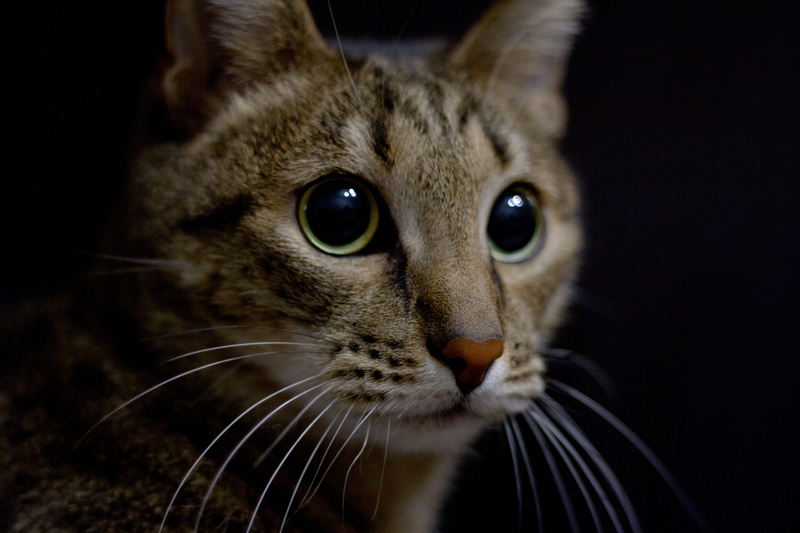 portrait, domestic, feline, domestic animals, animals, vertebrate, pets, no people, head, close-up, animal body part, mammal, eye, animal eye, whisker