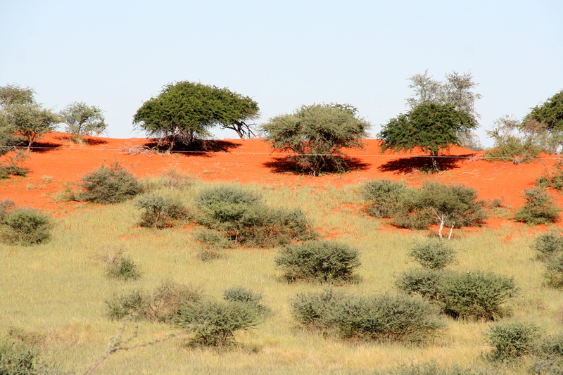steppe, landscape, grass, semi-arid, namibia, tranquility, tree, veld, no people, arid climate, non-urban scene, beauty in nature, copice, dry, plant, outdoors