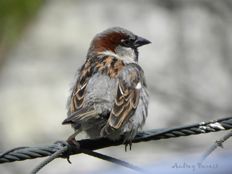 business, brown, sparrow, minding, animals, sitting, 1080P, gray, fence