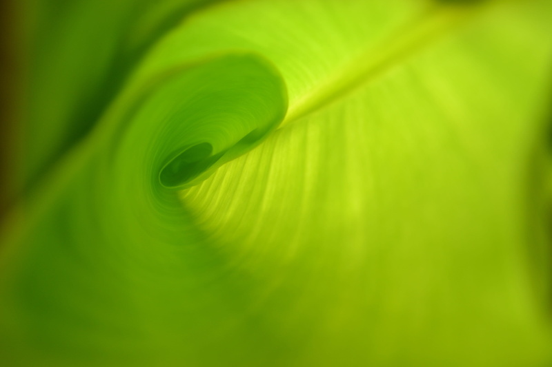 bananas, grow, arch, plant part, natural pattern, leaf, green color, leaf vein, soft focus, beautiful, no people, central, selective focus, focus, yogyakarta