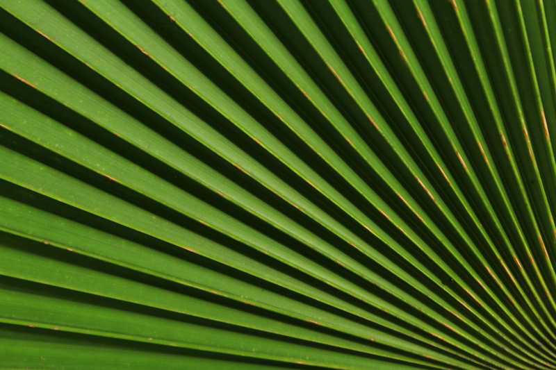 nature, line, textured, pattern, green, milan, surakarta, beauty in nature, close-up, green color, gorgeous, frond, full frame, interesting, plant, outdoors