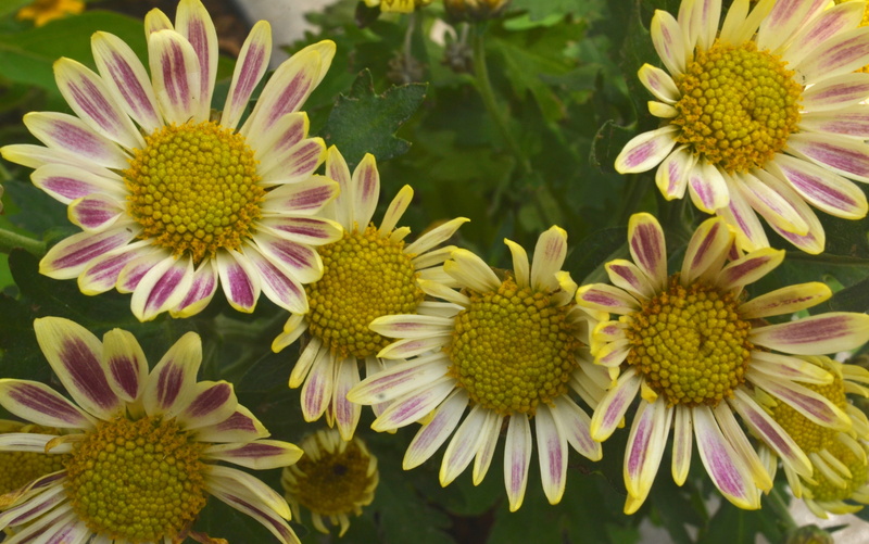 pollen, flower, flowering plant, beautiful, no people, pretty interesting, close-up, inflorescence, flower head, flowers, outdoors, daisy, petal, 4K, surakarta
