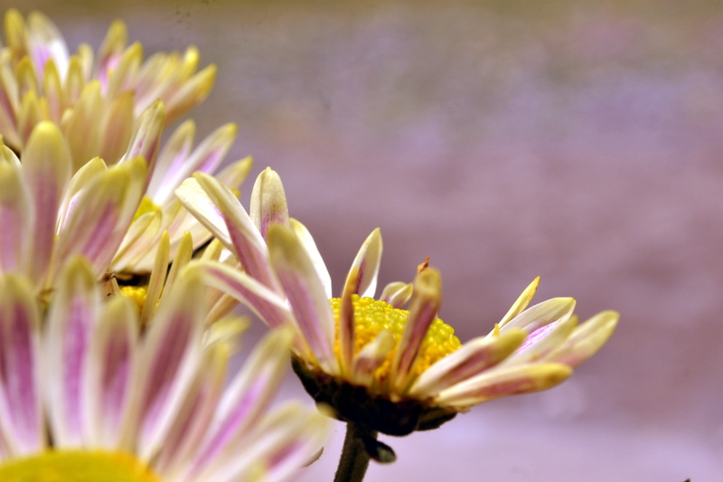 focus on foreground, pollen, flowering plant, no people, beautiful, flowers, inflorescence, petal, own, outdoors, interesting, selective focus, yellow