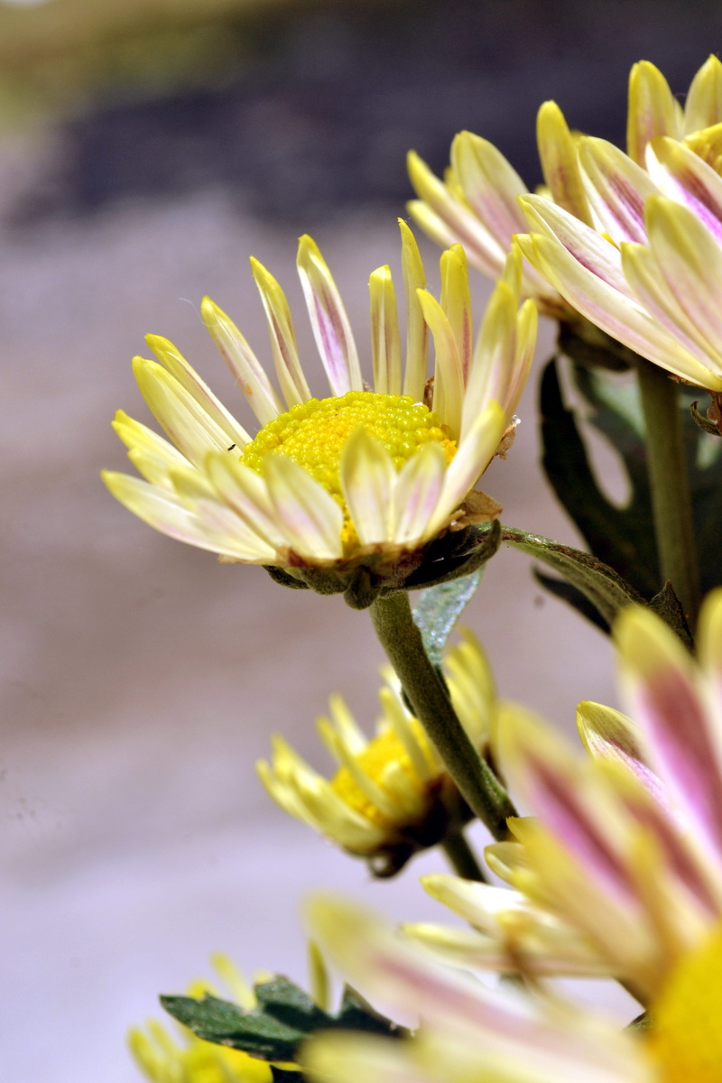 indonesian, flower head, freshness, yogyakarta, fragility, beauty in nature, day, outdoors, springtime, nature, plant, flowering plant, yellow, flower