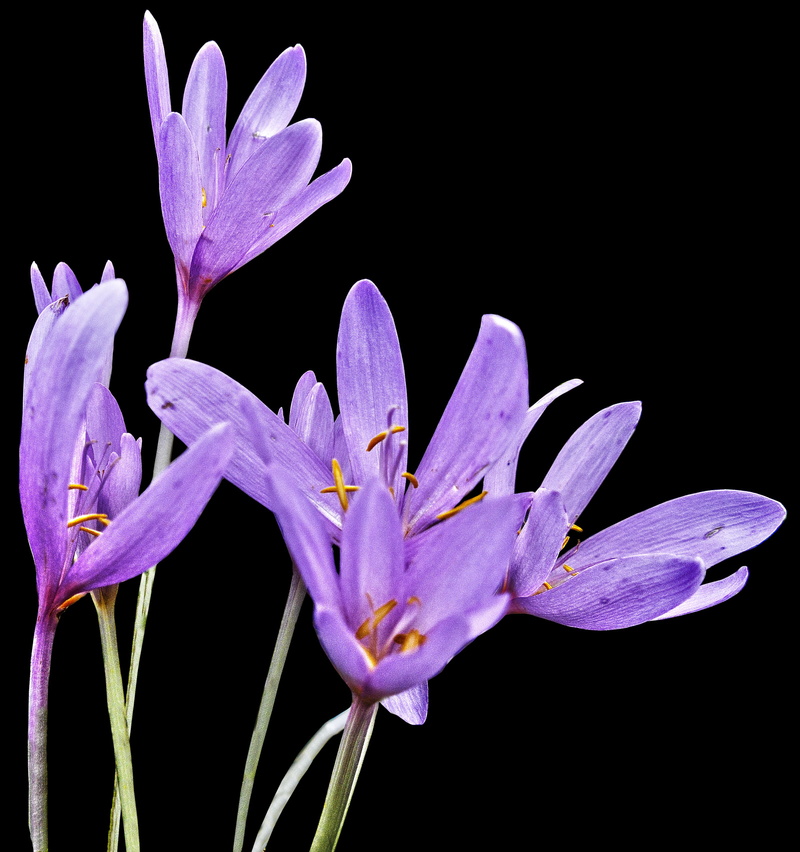nature, inflorescence, colchicum autumnale, herbstzeitlose, gift, autumn crocus, water, colchicaceae, giftplanze, growth, toxic, vulnerability, fragility