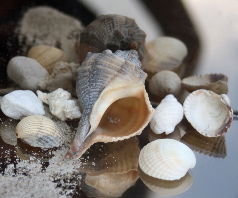 timeless, animal wildlife, no people, animal shell, animal, animal themes, wellbeing, freshness, slow decoration, sand, group of objects, day, close-up