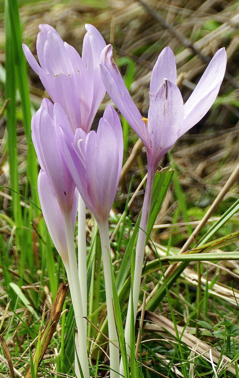 flower head, field, time lots greenhouse, colchicum autumnale, vulnerability, inflorescence, herbstzeitlose, no people, 1080P, petal, land, nature, iris