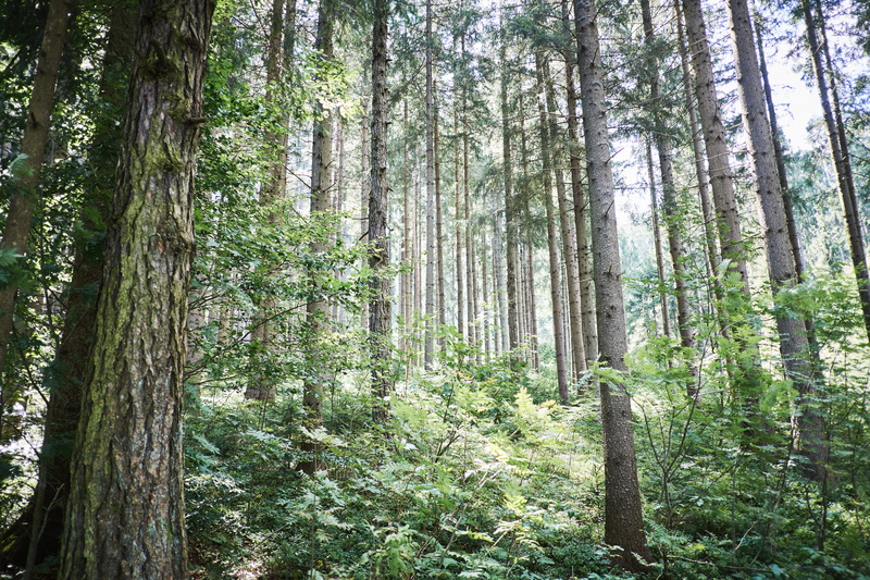 trees, taste, forest, pine woodland, moody, trunk, packer stausee, non-urban scene, nature, relax, wood, coniferous tree, tree, woodland, plant, fuji, enjoy