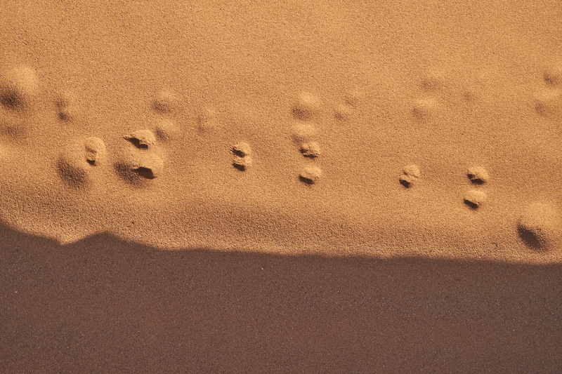 hole, raisins, print, foam, absence, full frame, footprint, high angle view, mystery, love, arid climate, pattern, document, backgrounds, desert, passport