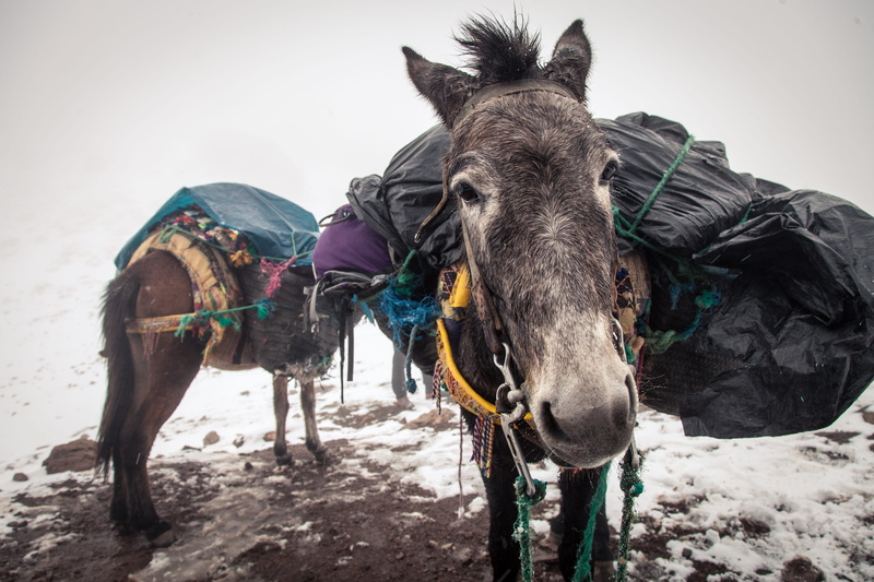pa, baggage, two, outdoors, hike, animal themes, morocco, livestock, toubkal, one animal, mountain, sky, herbivorous, africa, assistant, backpack, vertebrate