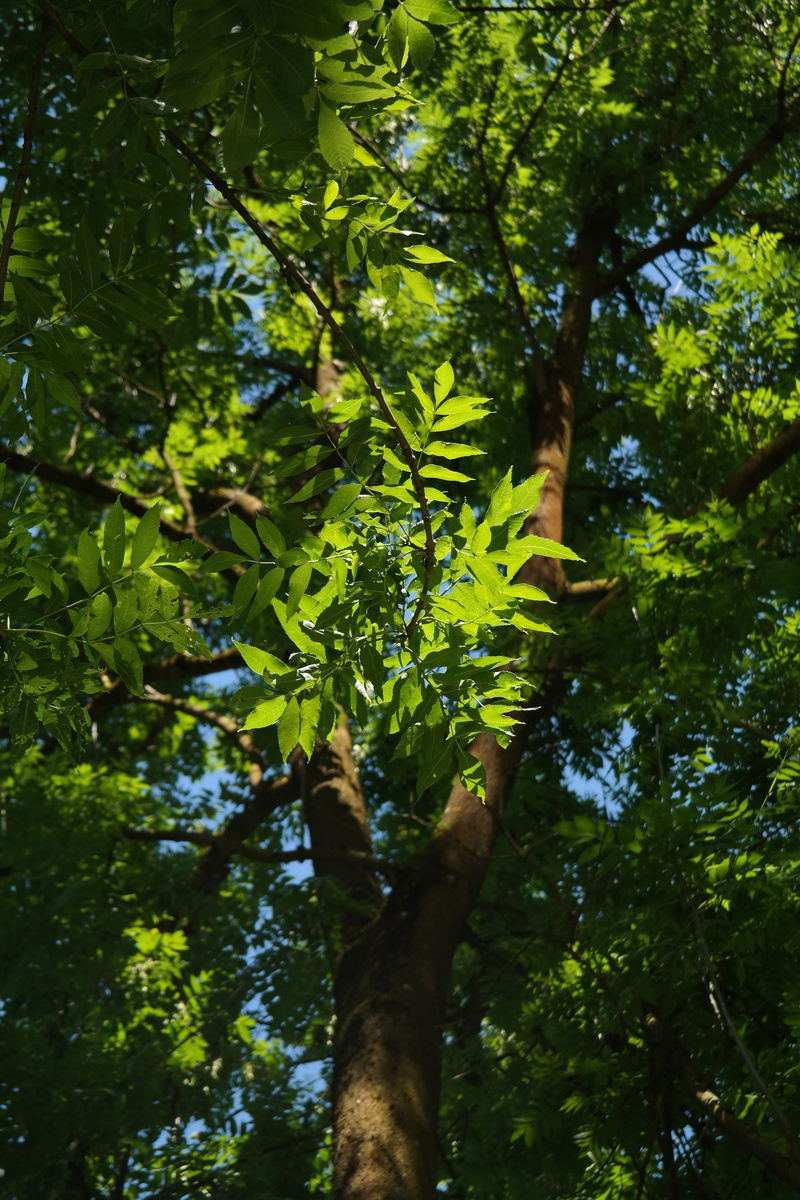 day, deciduous tree, Tribe, trunk, noble deciduous wood, tree, beauty in nature, nature, land, tree canopy, branch, growth, ash, Ash, high ash, Ash, leaves