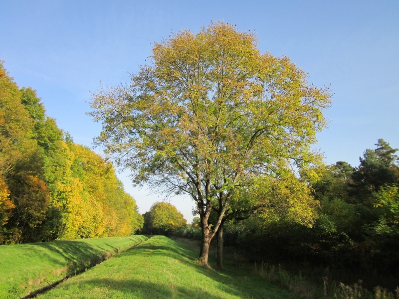 european ash, no people, tranquil scene, 1080P, change, land, sky, foliage, autumn, non-urban scene, ash, day, grass, beauty in nature, tranquility, growth