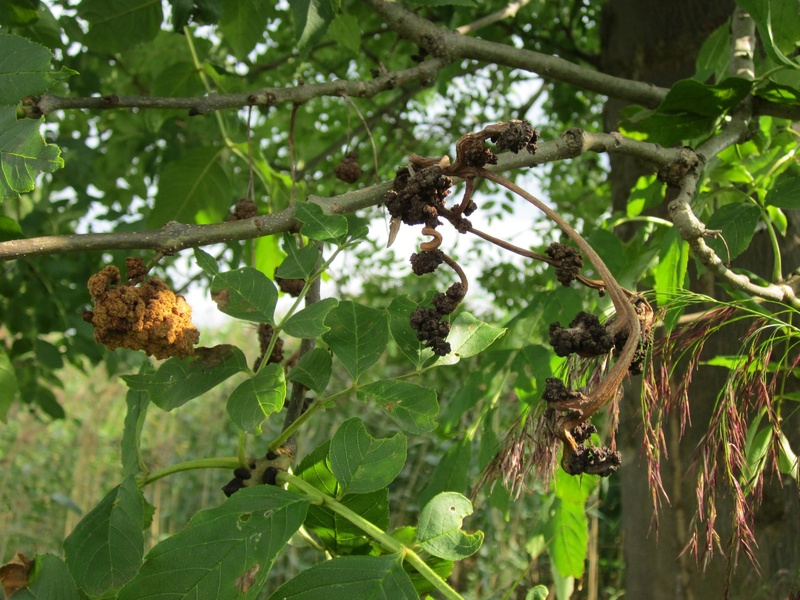 close-up, low angle view, no people, 2K, food, beauty in nature, flora, food and drink, outdoors, tree, common ash, species, fruit, focus on foreground