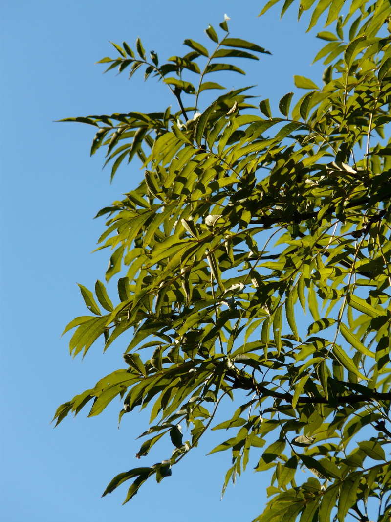 green color, blue, freshness, ordinary ash, branches, branch, outdoors, beauty in nature, no people, sunlight, plant, day, high ash, leaf, growth, deciduous tree