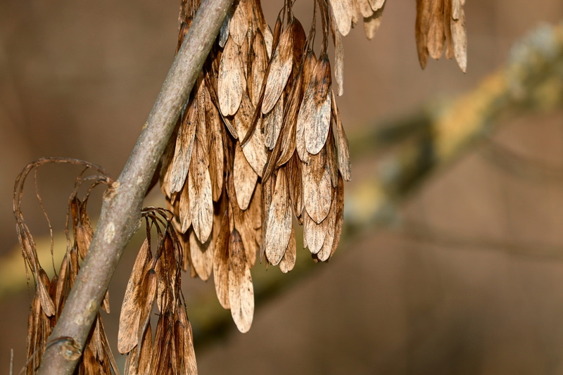 plant, selective focus, timber, nature, focus on foreground, damaged, umbrella, textured, seeds was, day, flying seeds, flying, winter, tree trunk, wood - material