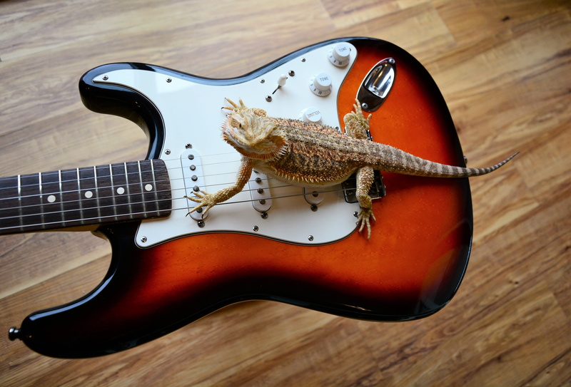 musical instrument, one animal, rock guitar, bearded, claws, still life, reptile, 5K, indoors, wood - material, guitar lizard, strat, string instrument