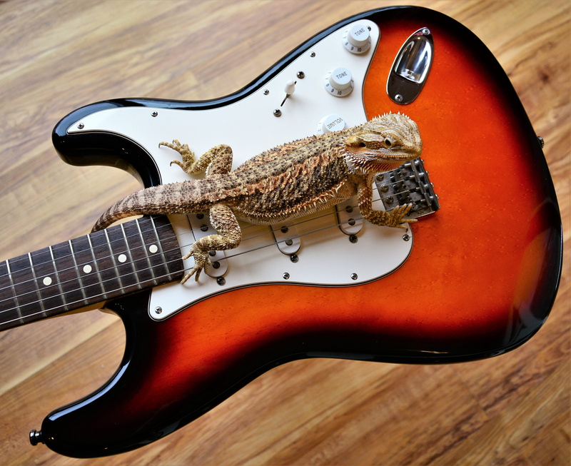 lizard, still life, table, eyes, 4K, colorful, electric guitar, claws, body, strat, ear socket, amphibian, animal, reptile, high angle view, scales, bearded