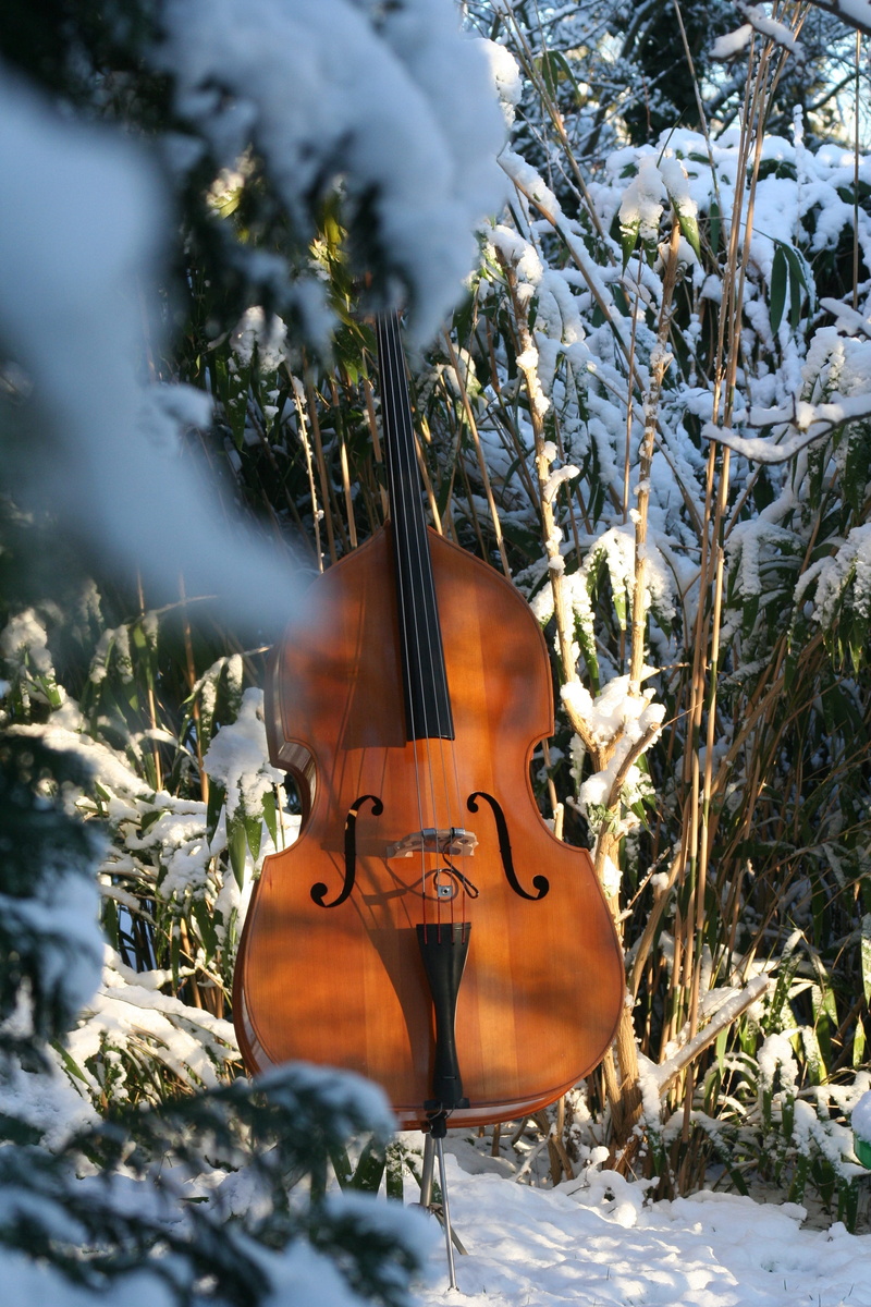 no people, string instrument, music, arts culture and entertainment, violin, instrument, beauty in nature, tree, musical instrument string, winter trees