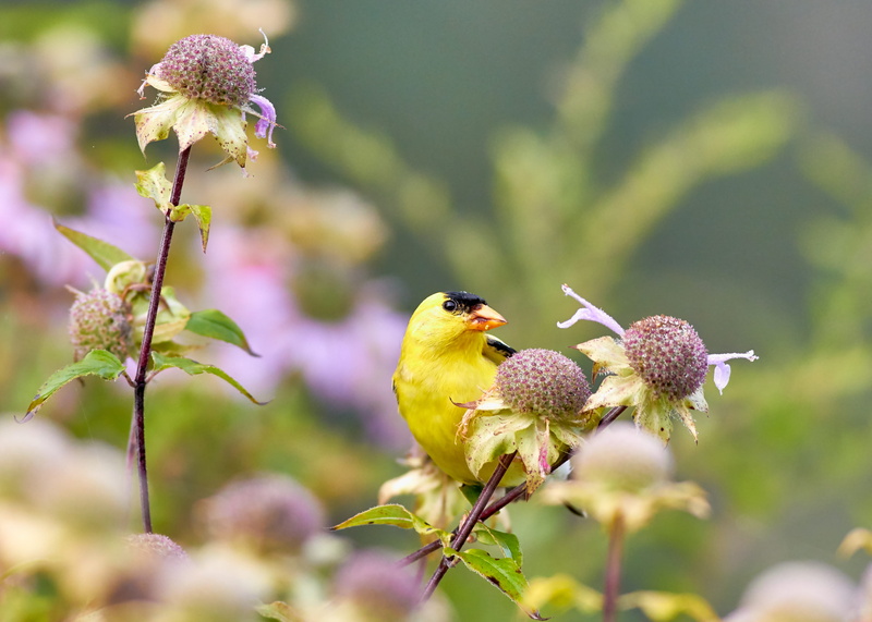 bokeh, orange, closeup, goldfinch, backgrounds, summer, purple, springtime, leaf, tree, animal, twig, wildlife, yellow, day, focu, small, american goldfinch