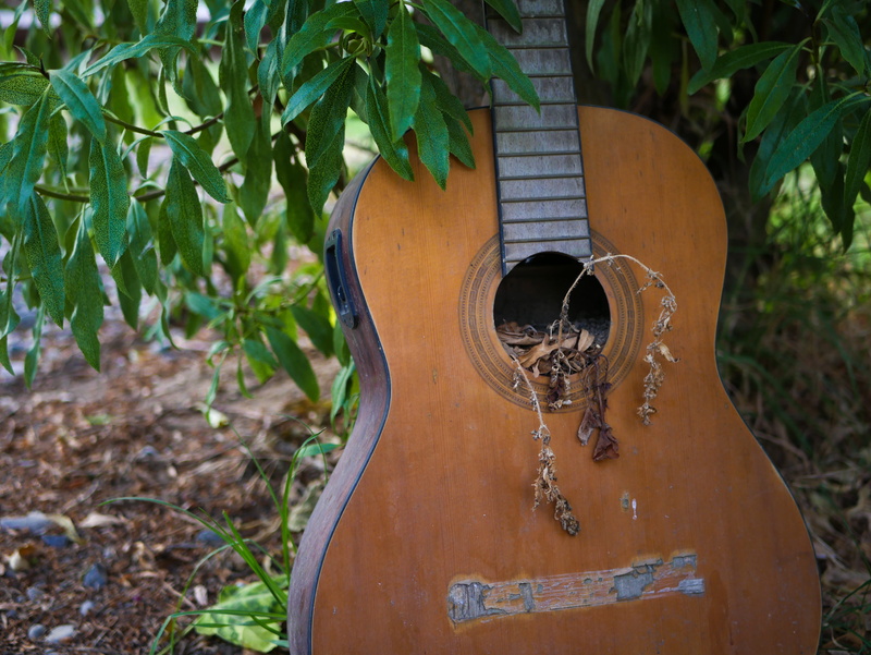 plant part, vintage, leisure activities, circle, metal, lute, performer, land, building, shape, no people, rusty, abandono, bunker, guitarra, indie, growth