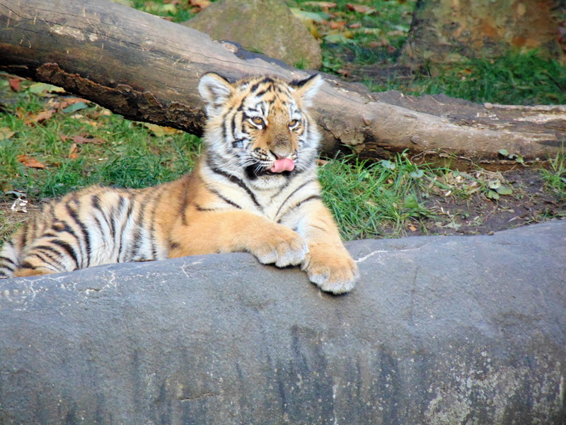 mammal, zoo, tree, animal wildlife, day, plant, outdoors, germany, wildlife, food, relaxation, no people, big cat, eating, tiger baby, tierpark hagenbeck