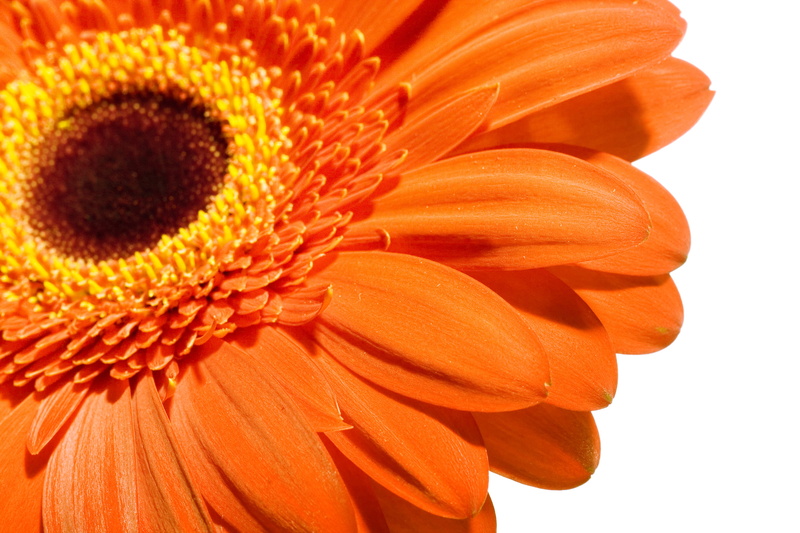 growth, fragility, gerbera daisy, beauty in nature, blossom, white, one, flower, object, orange color, gerber, chrysanthemum, petal, inflorescence, isolated