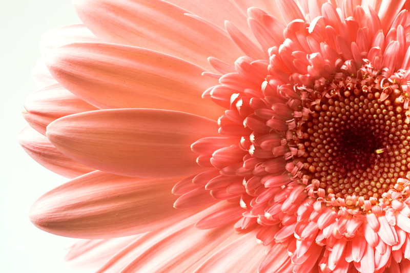 white, fragility, closeup, spring, beauty in nature, daisy, chrysanthemum, single, full frame, summer, flowering plant, freshness, backgrounds, blossom