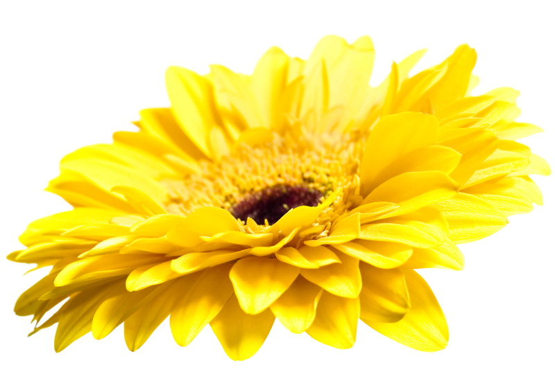 no people, botanical, 2K, studio shot, summer, orange, brightly lit, decoration, color, fragility, beautiful, close-up, background, yellow, growth, white
