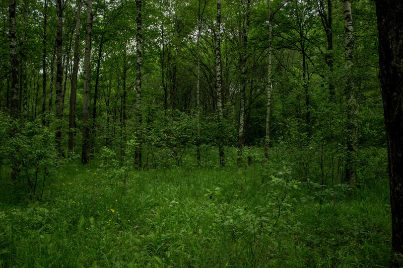 lush foliage, green, tree trunk, outdoors, swamp, no people, land, 2K, tree, woodland, Russia, foliage, plant, trunk, scenics - nature, green color, leafed