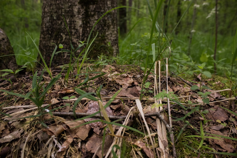 nature, growth, no people, leaf, forest, outdoors, rainforest, grass, green color, focus on foreground, field, 2K, plant part, woodland, plant, trunk
