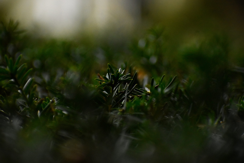 moss, pine needles, spruce, close-up, surface level, bush, fir, leaf, field, selective focus, tranquility, larch, day, grass, woodland, leafed, fragility