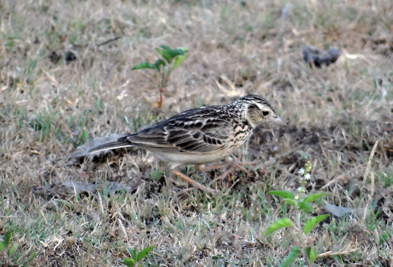 animal themes, side view, fauna, day, vertebrate, avifauna, full length, land, short-toed, one animal, outdoors, nature, Short-Toed Lark, 2K, grass, Bird