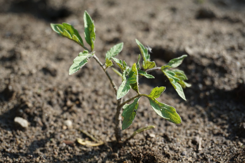 plant part, tomato, small, beginnings, fragility, seedling tomato, land, plant tomato, tomatoes, beauty in nature, spring, floorplan, outdoors, green color