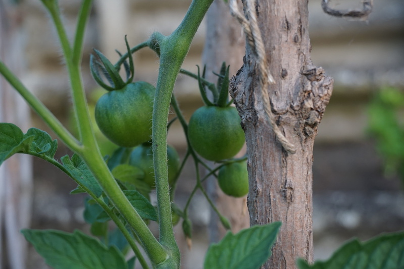 wellbeing, nature, healthy eating, close-up, beauty in nature, macro, tree, support plan, seedling tomato, focus on foreground, outdoors, leaf, tomatoes