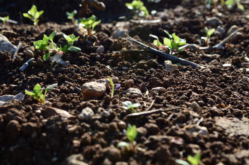 seedling, leaves, small, land, morning, botany, campaign, relax, vegetation, agriculture, growth, garden, relaxation, brown, outdoors, leaf, bloom, summer