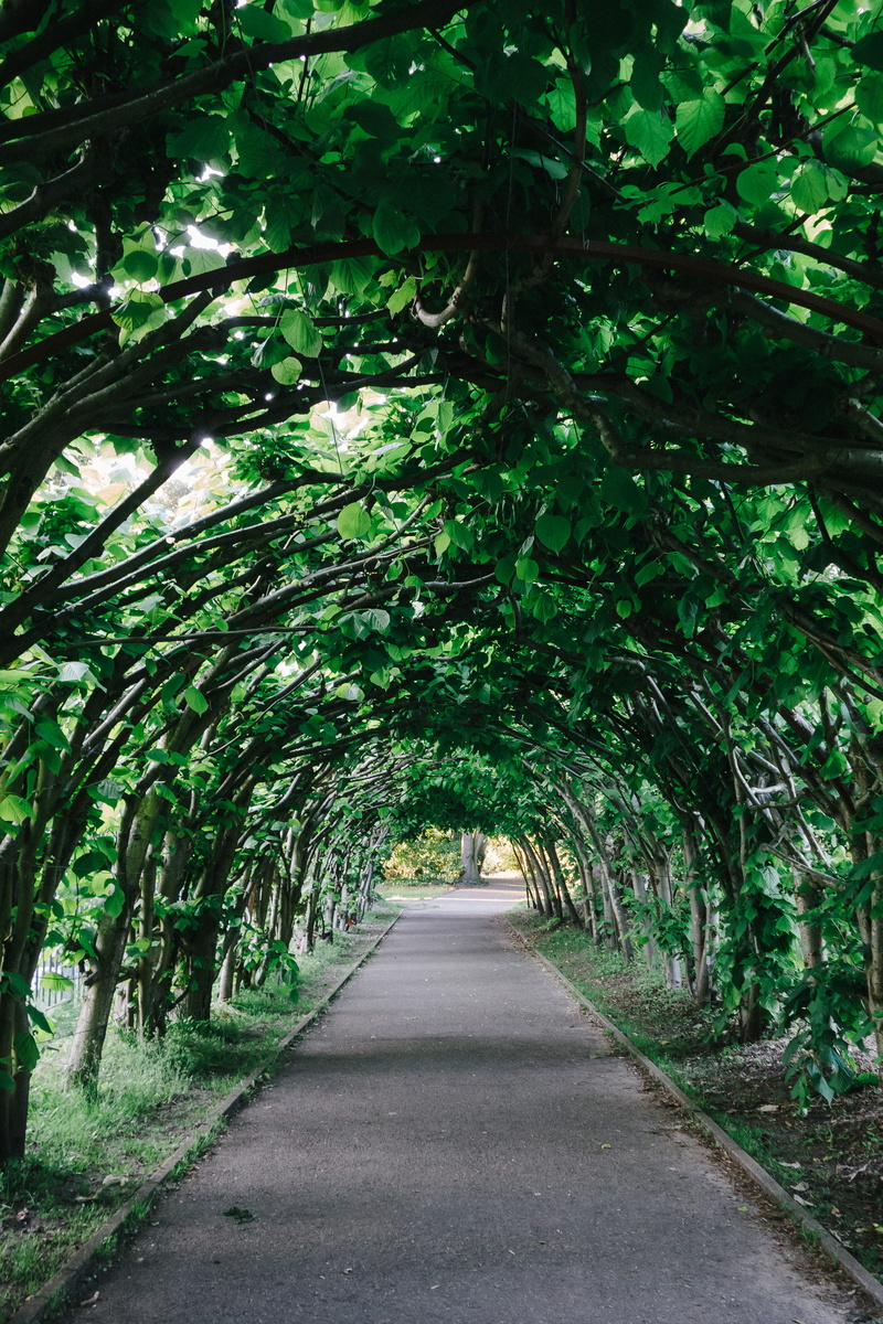 tranquility, forest, road, park - Man Made Space, tree, gallery, no People, outdoors, nature, Garden, day, green Color, summer, foliage, transportation