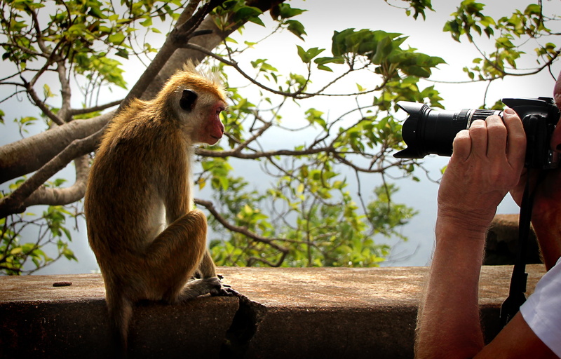 photo, paparazzi, hand, monkey, brown, plant, animals in the wild, outdoors, animal wildlife, primate, lens, tree, camera, people, photographer, 2K, nature