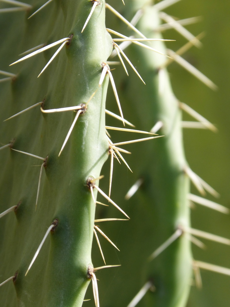 bamboo - plant, focus on foreground, thorn, skewer, aloe vera plant, day, cactus, stinging, green color, spiked, warning sign, sunlight, chumberas, nature