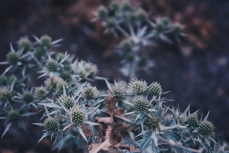 beauty in nature, flower, no people, focus on foreground, freshness, vulnerability, plant, autumn, 5K, puncture, spain, day, succulent plant, close-up