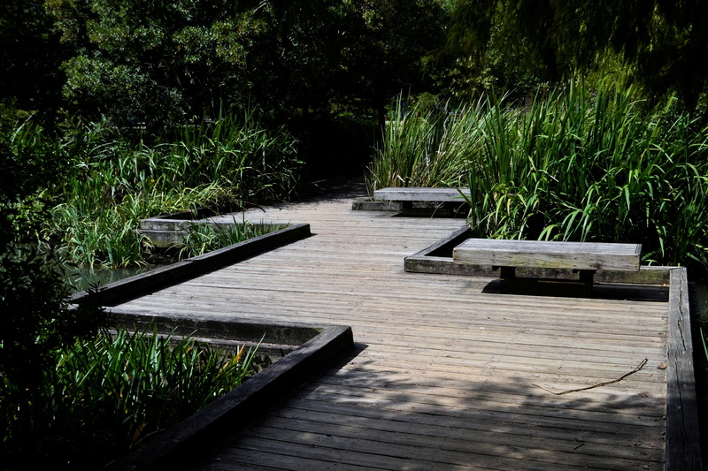 discovery, direction, bushes, park bench, hiking, countryside, craft, tranquility, sunlight, adventure, wood works, wooden walkway, walk, texas, creek